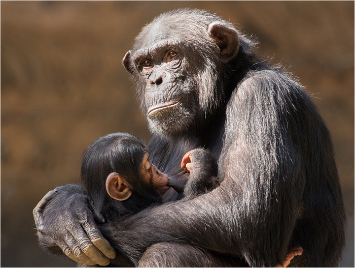 Baby chimp Nursing