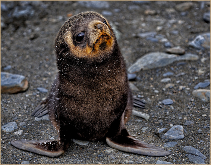 Adorable Baby Sea Lion Looks Wistfully at the Camera