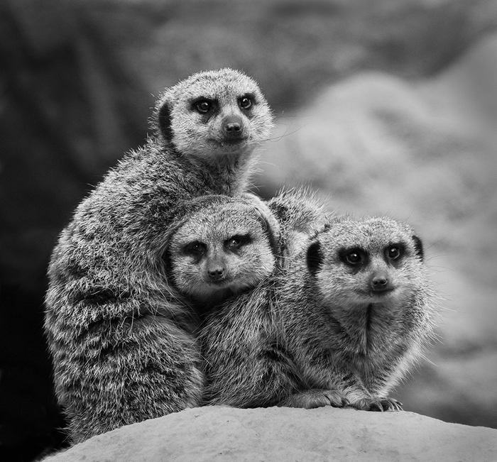 Group of Meerkats