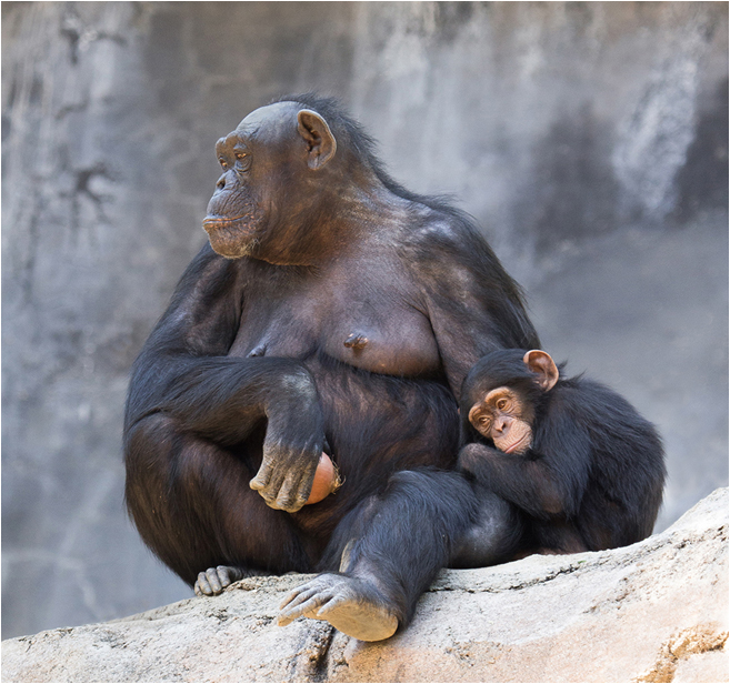 Baby Chimp Cuddling Next to Its Mother