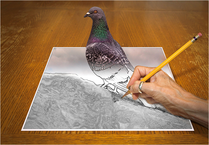 Drawing of a pigeon comes to life