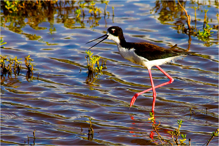 Bird wading in shallow water