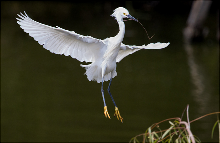 Egret with twig in beak gracefully descending from the air