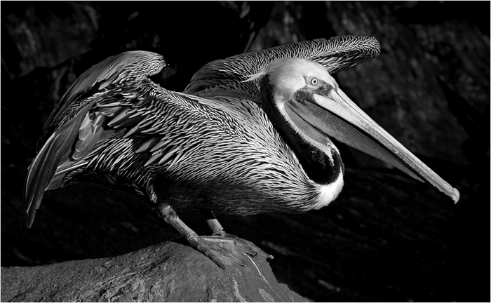 Pelican with wings spread, getting ready to fly