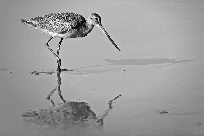Sandpiper and Reflection on Shore