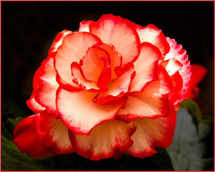Blush Rose with Red Tips