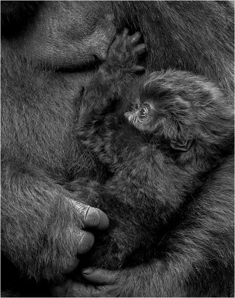 Close Up of a Newborn Gorilla