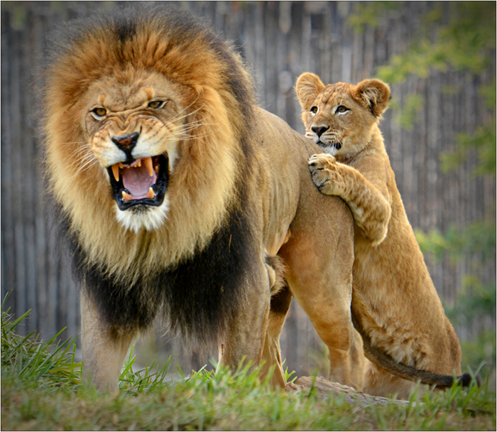 Lion Cub Messing with Dad