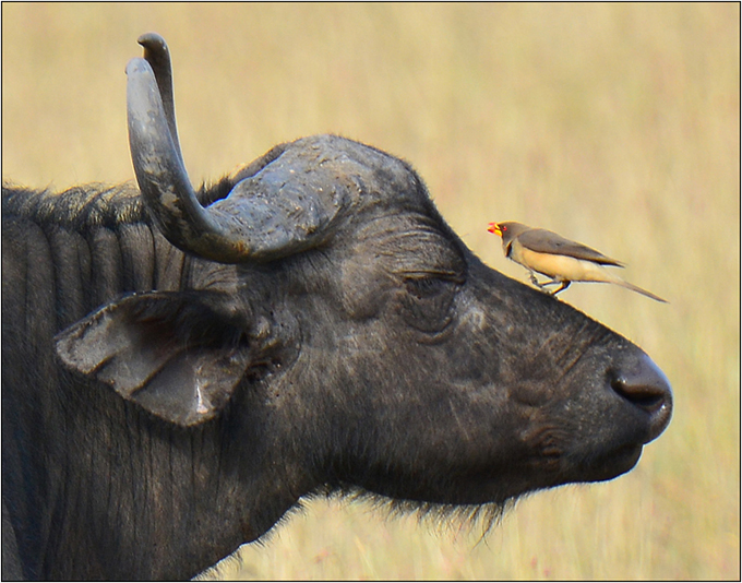 A bird sits on the muzzle of a water buffalo and appears to be telling it what to do