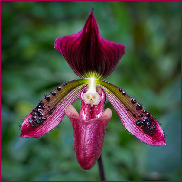 Dark magenta paphiopedilum orchid