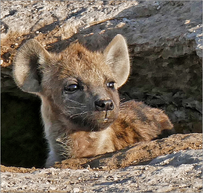 Head of a hyena cub, looking out of its burrow