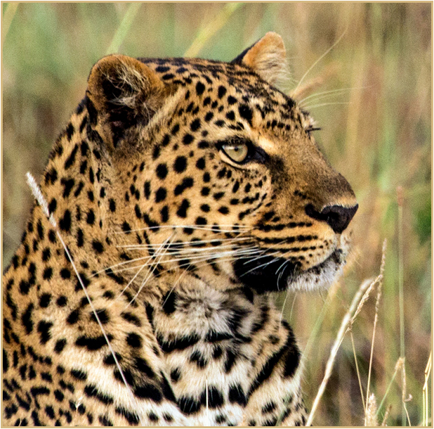 Head shot of leopard reclining in grass