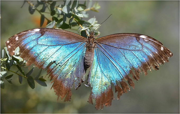 Blue morpho butterfly with tattered wings