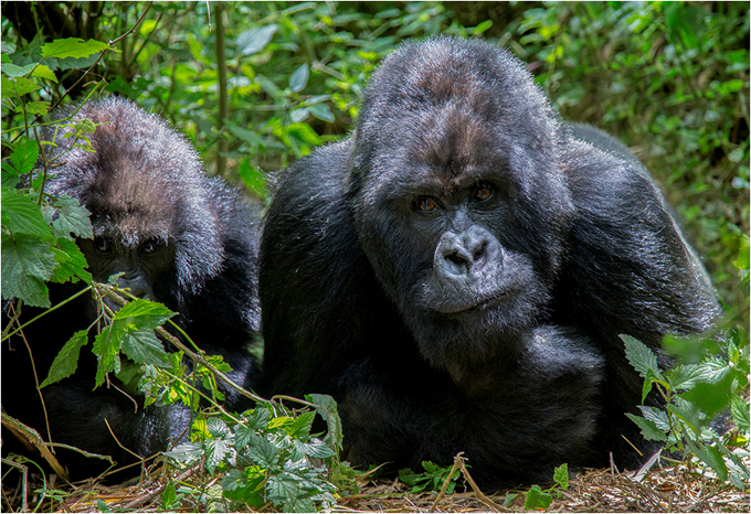 Upper body shot of a gorilla in foliage, with companion nearby