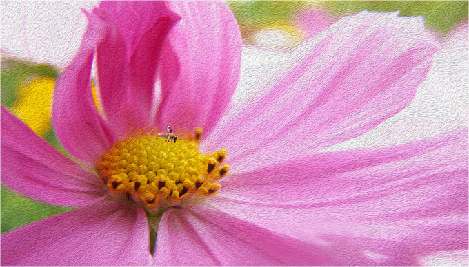 Small Insect in center of flower, on textured background