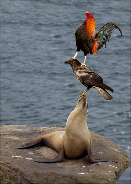 Sea lion balancing a crow with a rooster on top