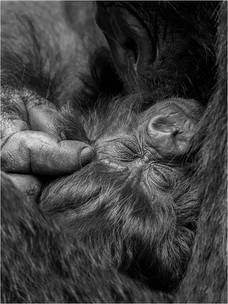 Close-up of baby cradled by mother