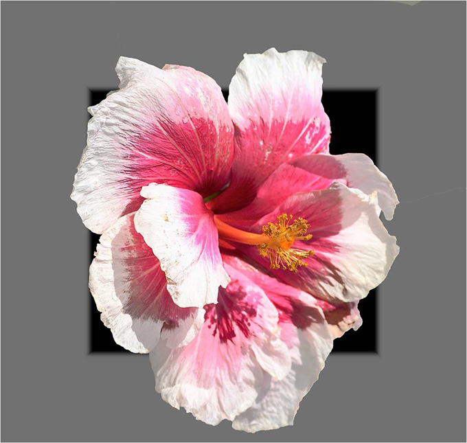 White and pink hibiscus on gray background (with black square behind the blossom)