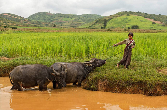 Girl dragging two buffalos out of water