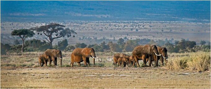 A Long Line of Elephants on the African Plain