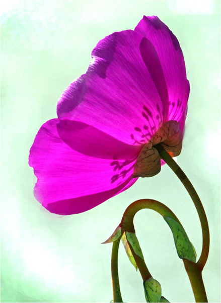 Strking Pink Flower Backlit against Pale Green