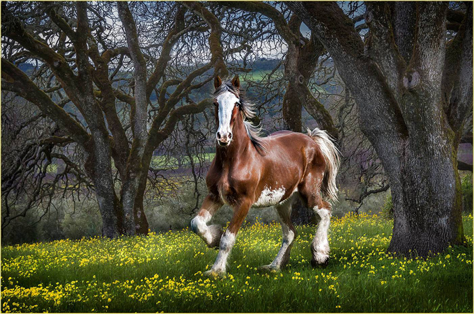Brown and White Horse Romping Among Trees and Yellow Flowers