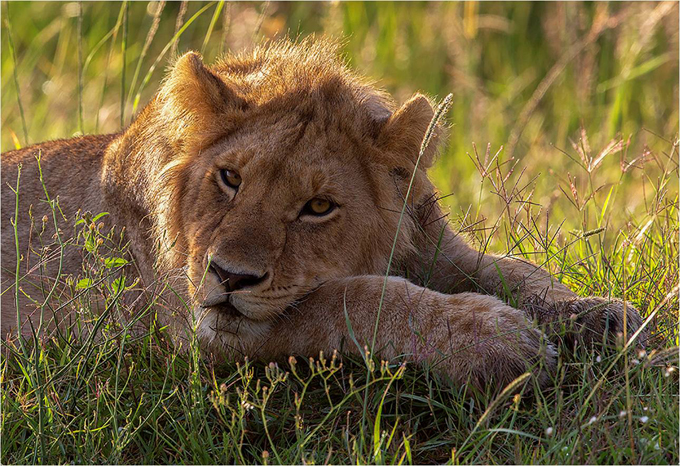 Young Lion Lounging in Grass