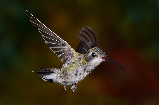 Hummingbird in Flight against Dark Background