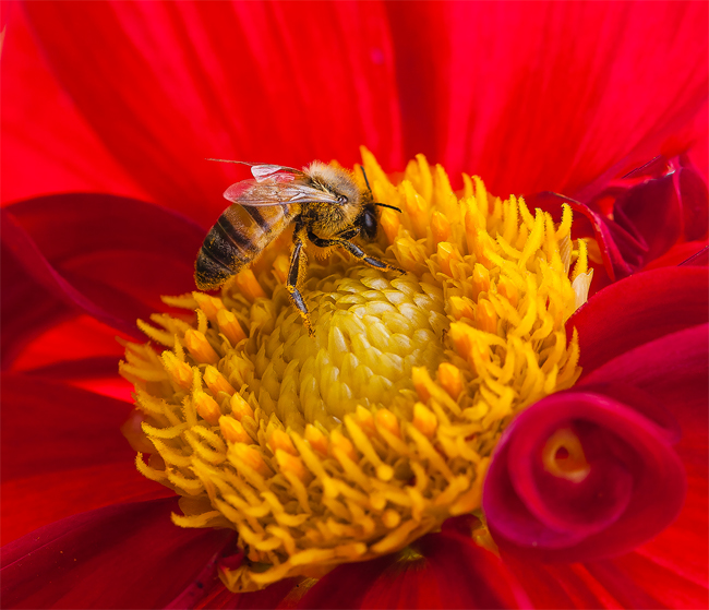 Worker Bee in Center of Red Poppy