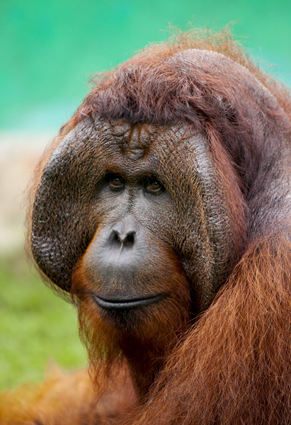Head shot of male orangutan