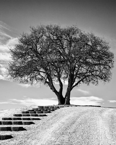 Tree at top of hill with steps leading to it